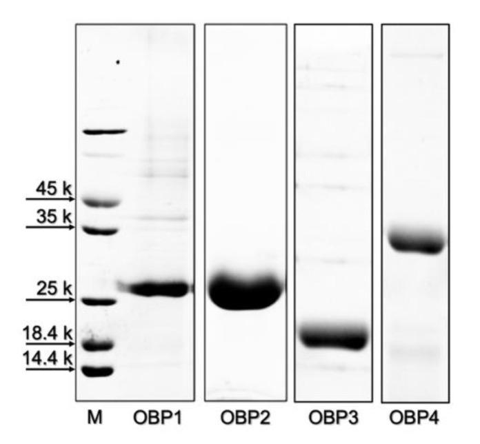 https://cdn.ncbi.nlm.nih.gov/pmc/blobs/e17d/8269058/68387646a8c7/ijms-22-06828-g002.jpg