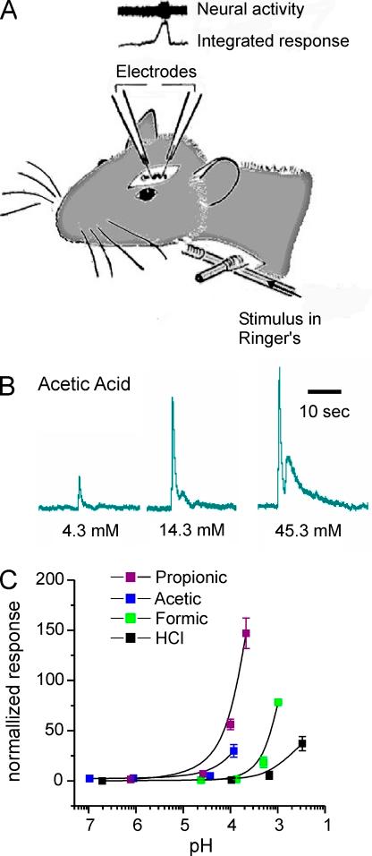 https://cdn.ncbi.nlm.nih.gov/pmc/blobs/e17f/3105510/643bbec1a8ba/JGP_201110615_RGB_Fig1.jpg