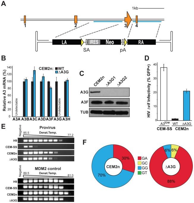 https://cdn.ncbi.nlm.nih.gov/pmc/blobs/e182/3395617/cb813b064982/ppat.1002800.g002.jpg