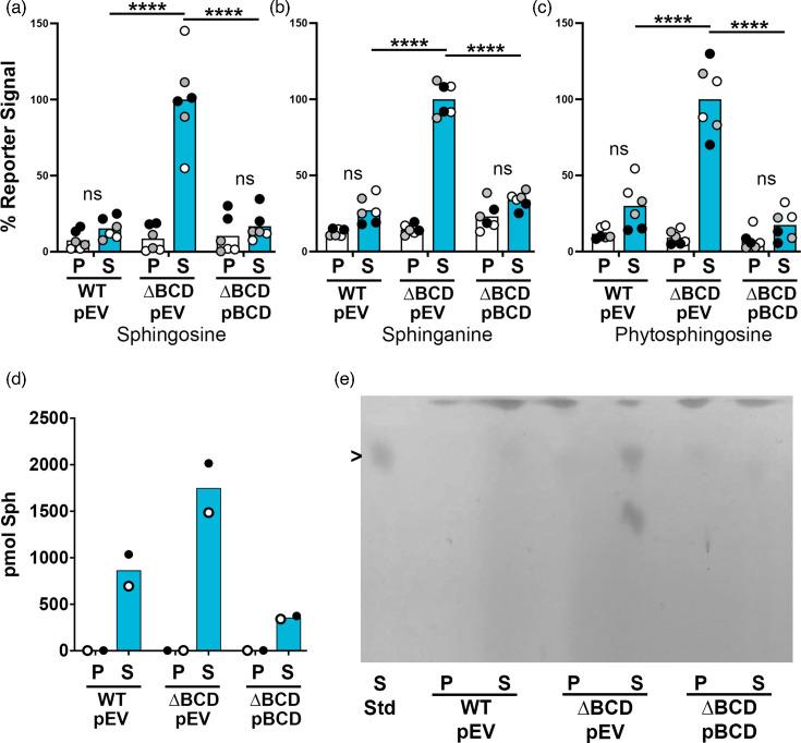 https://cdn.ncbi.nlm.nih.gov/pmc/blobs/e18f/11893366/b8a8df9d58df/mic-171-01520-g005.jpg