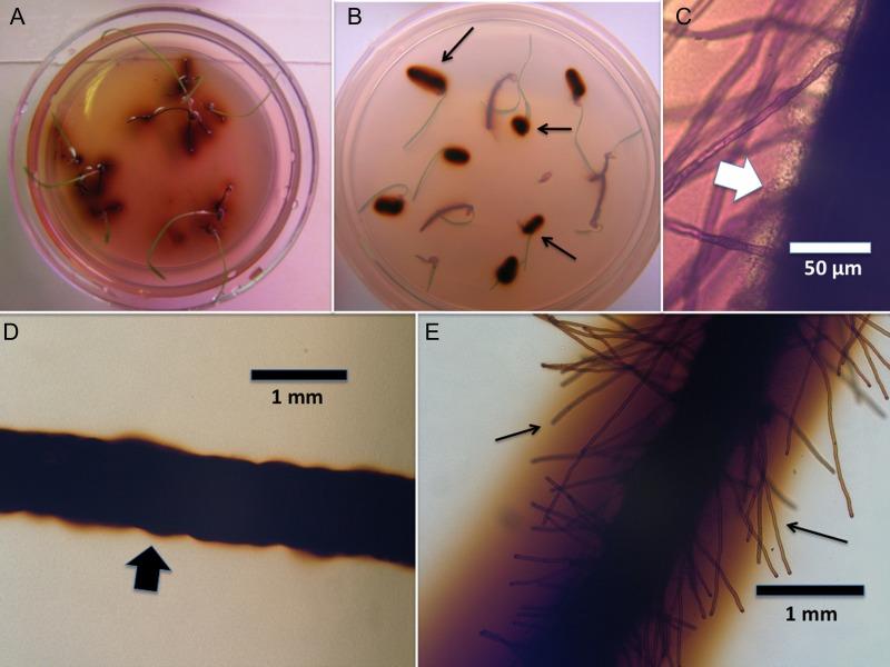 https://cdn.ncbi.nlm.nih.gov/pmc/blobs/e18f/4313791/51dbd86c5d7b/plu09302.jpg