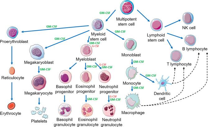 https://cdn.ncbi.nlm.nih.gov/pmc/blobs/e190/8416151/1a6697103ff3/fimmu-12-706186-g003.jpg