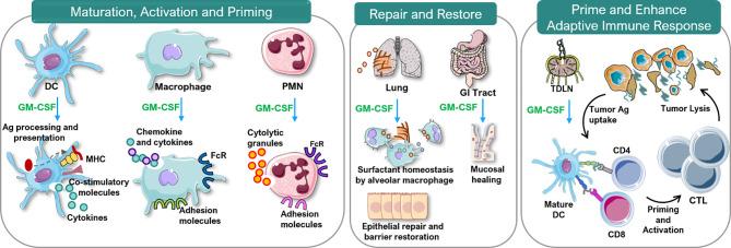 https://cdn.ncbi.nlm.nih.gov/pmc/blobs/e190/8416151/86362ae42704/fimmu-12-706186-g004.jpg