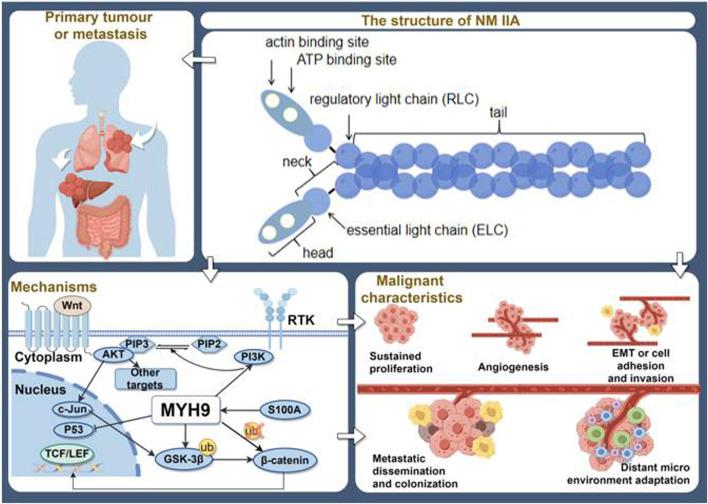 https://cdn.ncbi.nlm.nih.gov/pmc/blobs/e193/11325155/77cfe2470918/fcell-12-1421763-g002.jpg