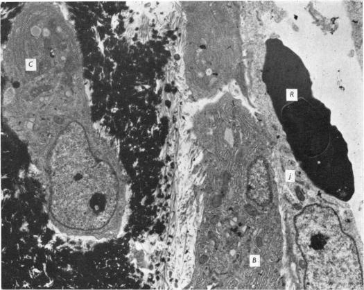 https://cdn.ncbi.nlm.nih.gov/pmc/blobs/e195/1271127/26e492b399e8/janat00325-0008-a.jpg
