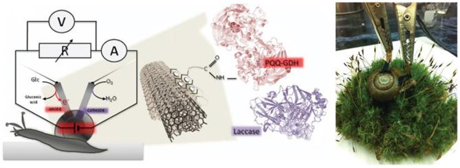 https://cdn.ncbi.nlm.nih.gov/pmc/blobs/e195/7902792/053d244b4b94/fchem-08-620153-g0007.jpg