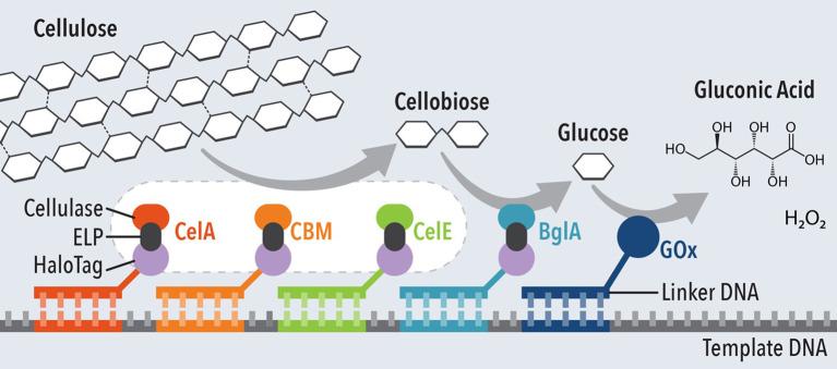 https://cdn.ncbi.nlm.nih.gov/pmc/blobs/e195/7902792/092133387977/fchem-08-620153-g0005.jpg