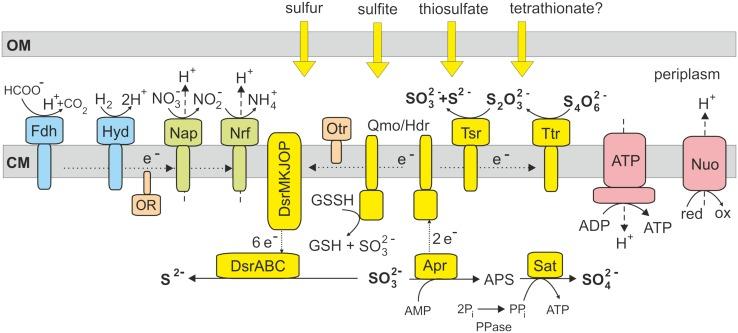 https://cdn.ncbi.nlm.nih.gov/pmc/blobs/e196/4911364/64863007b395/fmicb-07-00950-g002.jpg