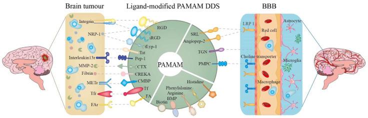 https://cdn.ncbi.nlm.nih.gov/pmc/blobs/e196/9599152/3a79334f9277/biomedicines-10-02455-g004.jpg