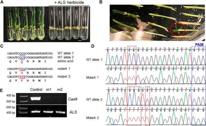 https://cdn.ncbi.nlm.nih.gov/pmc/blobs/e197/8919994/98c741a650f9/fgeed-04-852867-g004.jpg