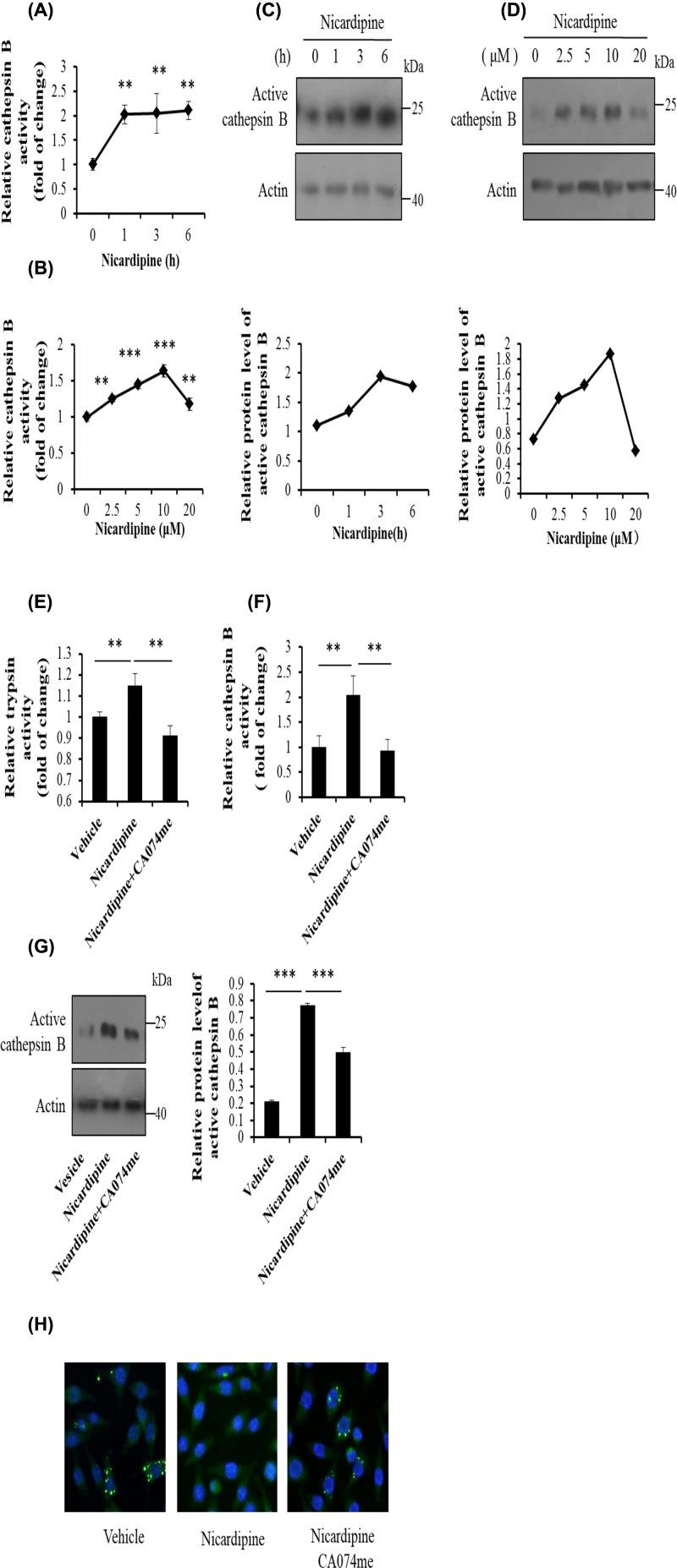 https://cdn.ncbi.nlm.nih.gov/pmc/blobs/e199/6603279/506d65a2e612/bsr-39-bsr20190516-g2.jpg