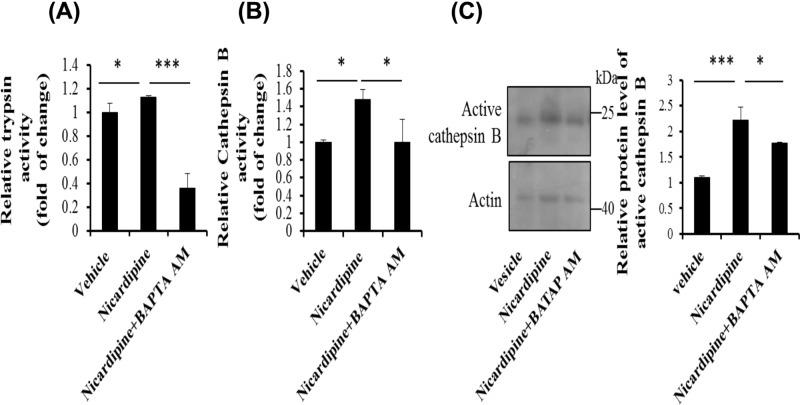https://cdn.ncbi.nlm.nih.gov/pmc/blobs/e199/6603279/f13bd3580504/bsr-39-bsr20190516-g5.jpg