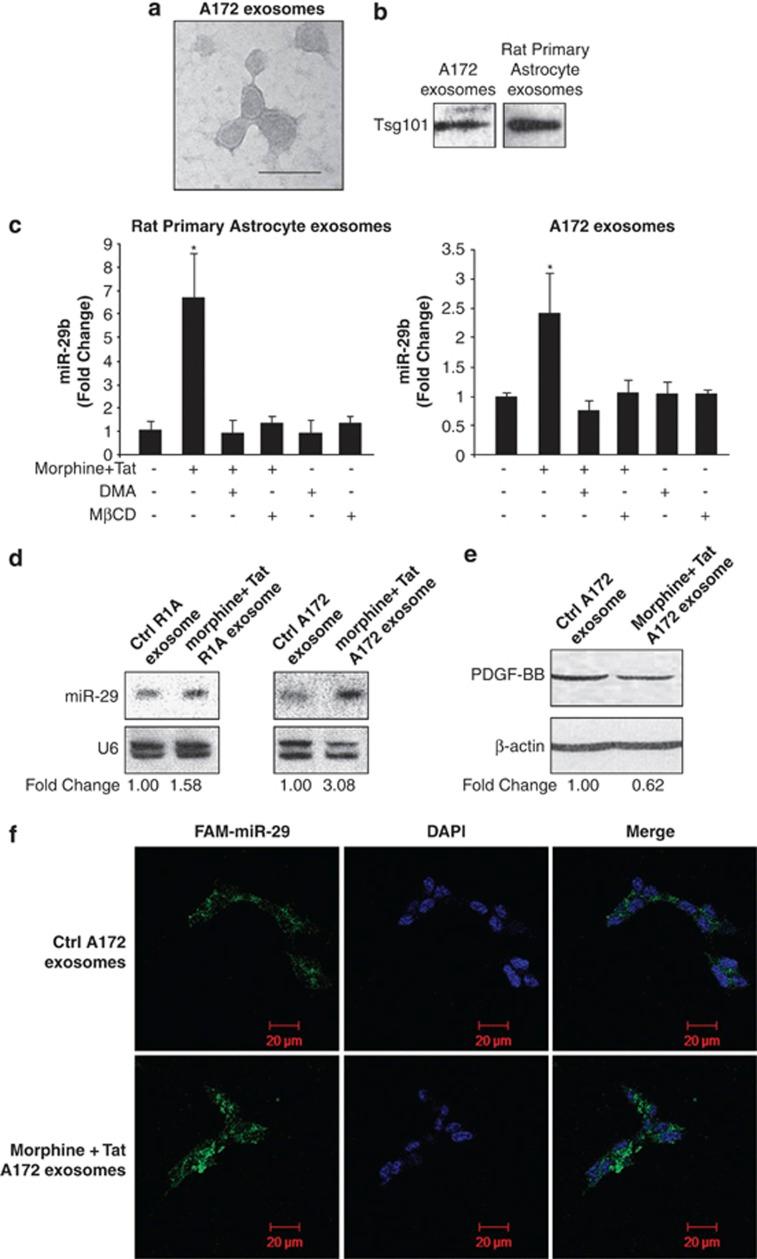 https://cdn.ncbi.nlm.nih.gov/pmc/blobs/e19a/3434655/055071145562/cddis2012114f4.jpg