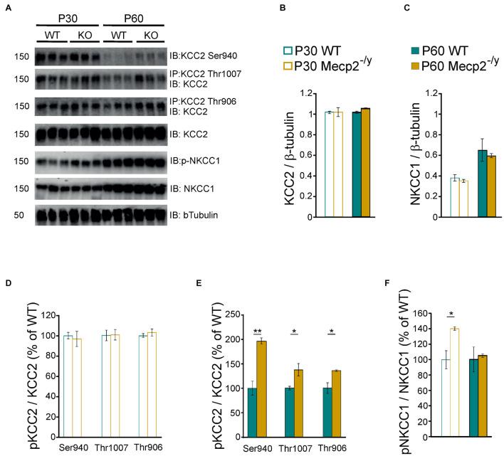 https://cdn.ncbi.nlm.nih.gov/pmc/blobs/e19b/8484709/ee183adf303b/fncel-15-724976-g003.jpg