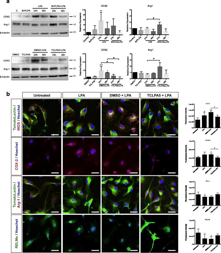 https://cdn.ncbi.nlm.nih.gov/pmc/blobs/e19c/5002165/8629434e8e66/12974_2016_701_Fig7_HTML.jpg
