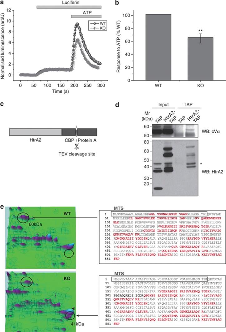 https://cdn.ncbi.nlm.nih.gov/pmc/blobs/e19f/3388244/e700d0a66234/cddis201277f5.jpg