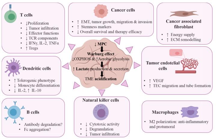 https://cdn.ncbi.nlm.nih.gov/pmc/blobs/e1a2/8037430/ddd9bf3f9783/cancers-13-01488-g002.jpg