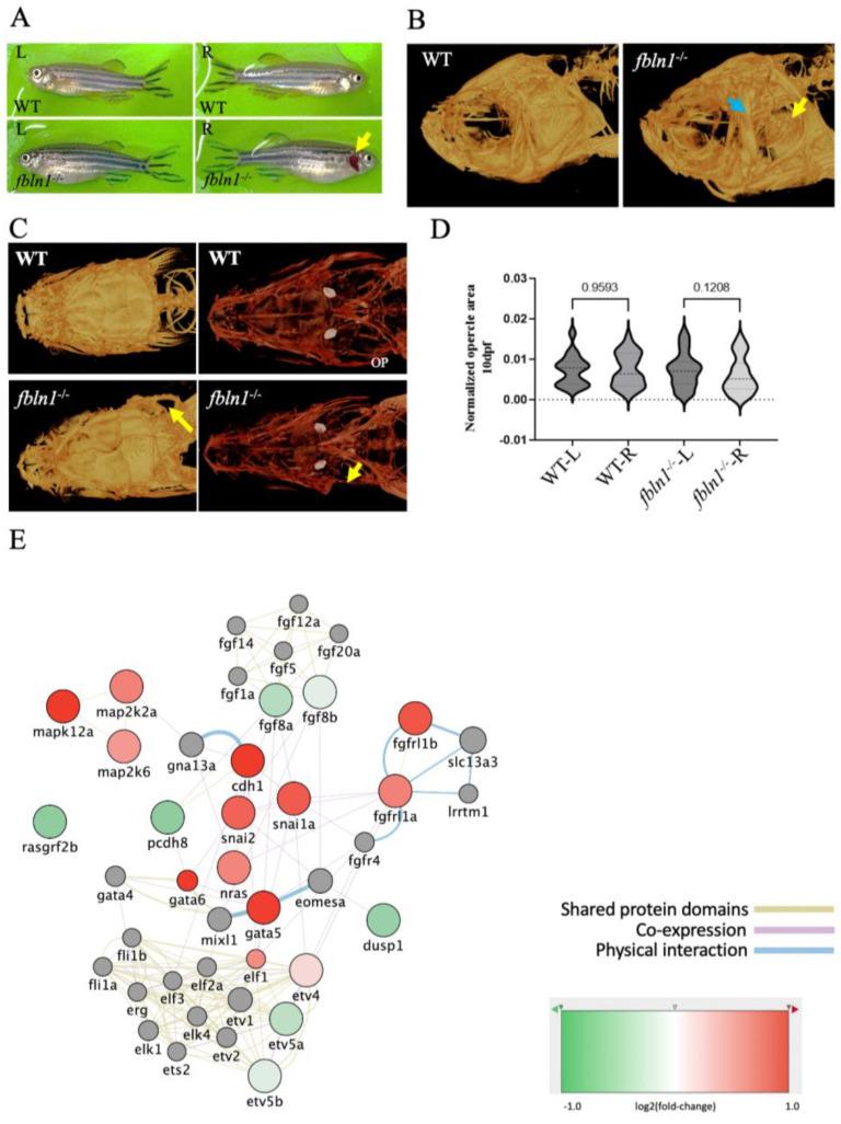 https://cdn.ncbi.nlm.nih.gov/pmc/blobs/e1a5/10886564/265d1346234e/biomolecules-14-00139-g009.jpg