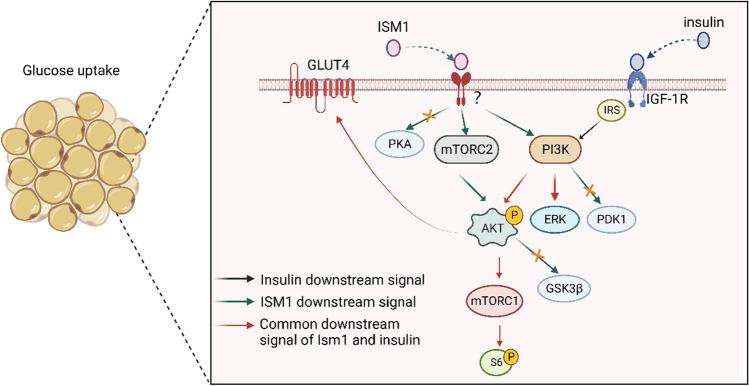 https://cdn.ncbi.nlm.nih.gov/pmc/blobs/e1a8/10409700/21fcc23cad22/12079_2023_732_Fig2_HTML.jpg