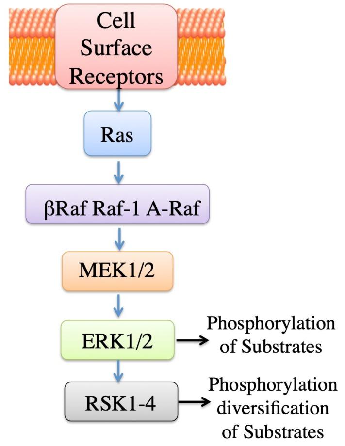 https://cdn.ncbi.nlm.nih.gov/pmc/blobs/e1ac/6566726/465d86dd90a3/ijms-20-02378-g003.jpg