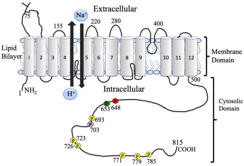 https://cdn.ncbi.nlm.nih.gov/pmc/blobs/e1ac/6566726/e69bf9b68c15/ijms-20-02378-g001.jpg