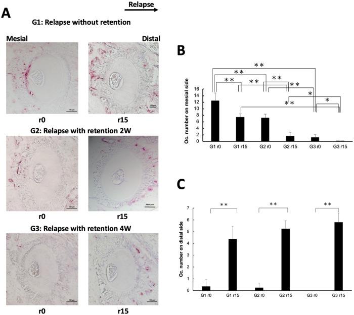 https://cdn.ncbi.nlm.nih.gov/pmc/blobs/e1ac/6583981/18a87fbae4db/pone.0214260.g002.jpg