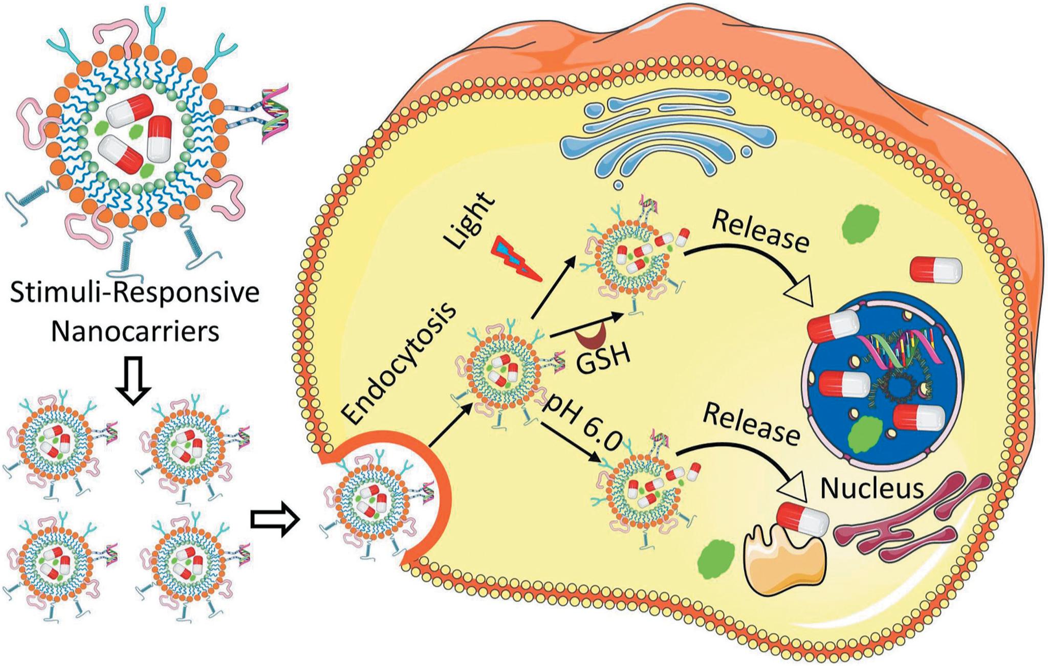 https://cdn.ncbi.nlm.nih.gov/pmc/blobs/e1ad/7904578/1419df7e40cd/nihms-1632463-f0001.jpg