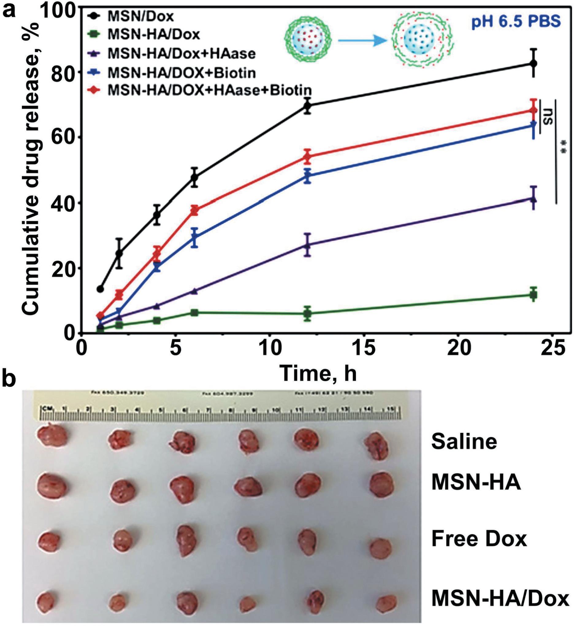 https://cdn.ncbi.nlm.nih.gov/pmc/blobs/e1ad/7904578/15ddb4cd679f/nihms-1632463-f0009.jpg