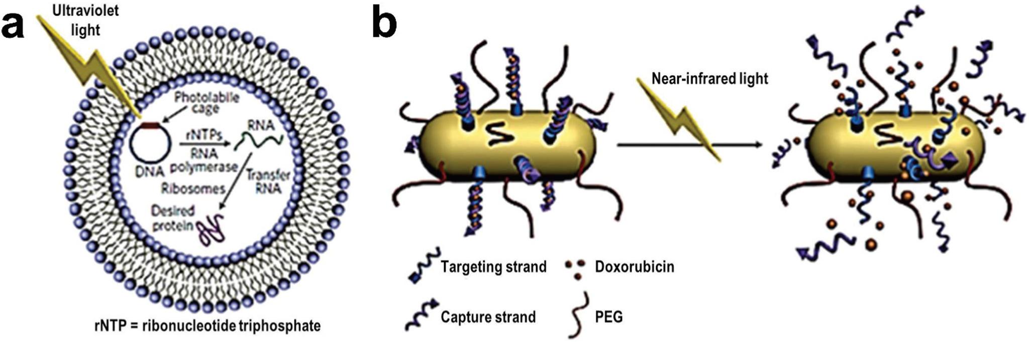 https://cdn.ncbi.nlm.nih.gov/pmc/blobs/e1ad/7904578/17fd60d772e9/nihms-1632463-f0010.jpg
