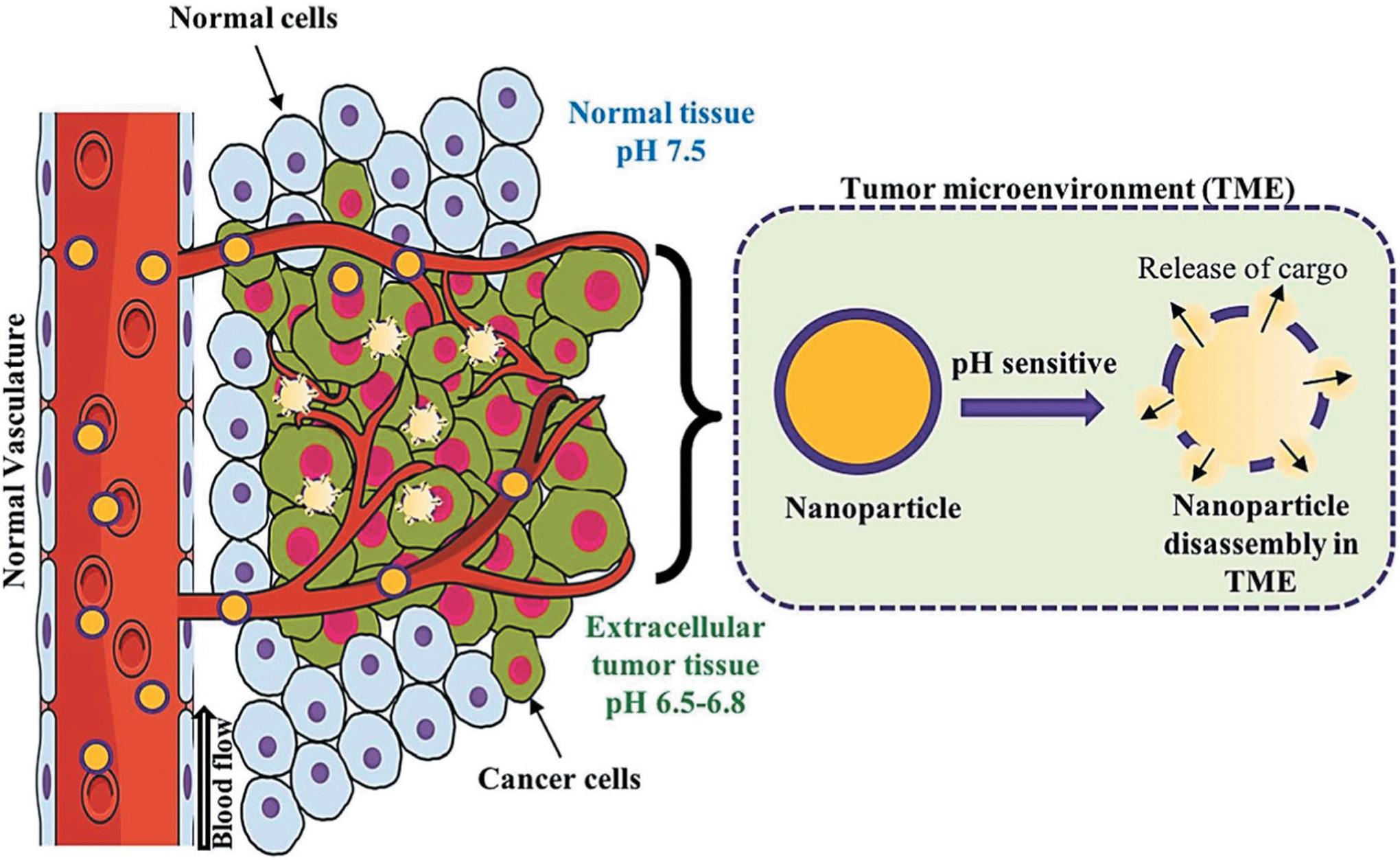 https://cdn.ncbi.nlm.nih.gov/pmc/blobs/e1ad/7904578/47d8aaddd33b/nihms-1632463-f0012.jpg