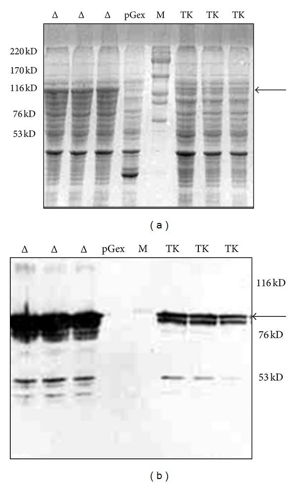 https://cdn.ncbi.nlm.nih.gov/pmc/blobs/e1b2/3800664/2d3790edcd44/TSWJ2013-807284.001.jpg