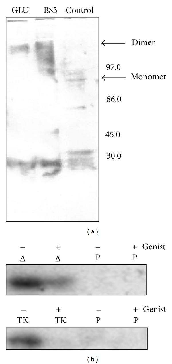 https://cdn.ncbi.nlm.nih.gov/pmc/blobs/e1b2/3800664/5f4d0bf31221/TSWJ2013-807284.002.jpg