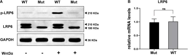 https://cdn.ncbi.nlm.nih.gov/pmc/blobs/e1b2/8292820/3be14102f40b/fgene-12-688241-g004.jpg