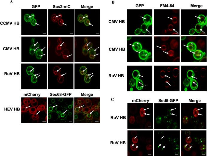 https://cdn.ncbi.nlm.nih.gov/pmc/blobs/e1b5/9473614/37a25f1681d8/ppat.1010752.g004.jpg