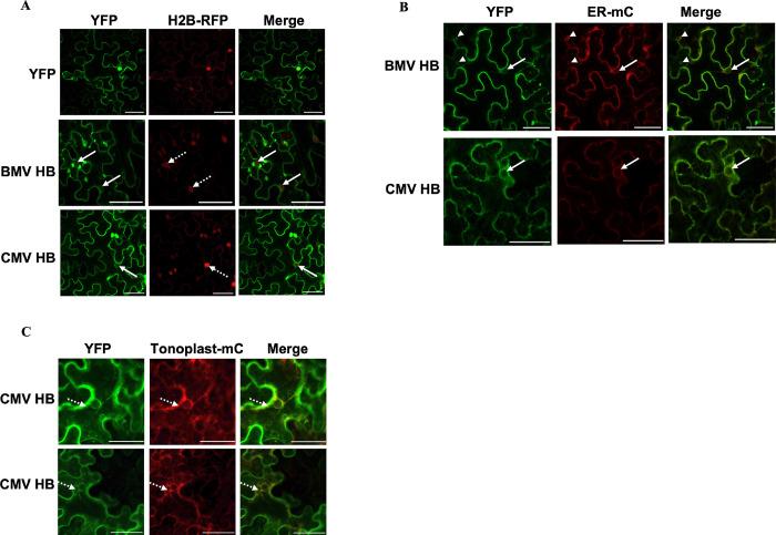 https://cdn.ncbi.nlm.nih.gov/pmc/blobs/e1b5/9473614/e39b359240ea/ppat.1010752.g005.jpg