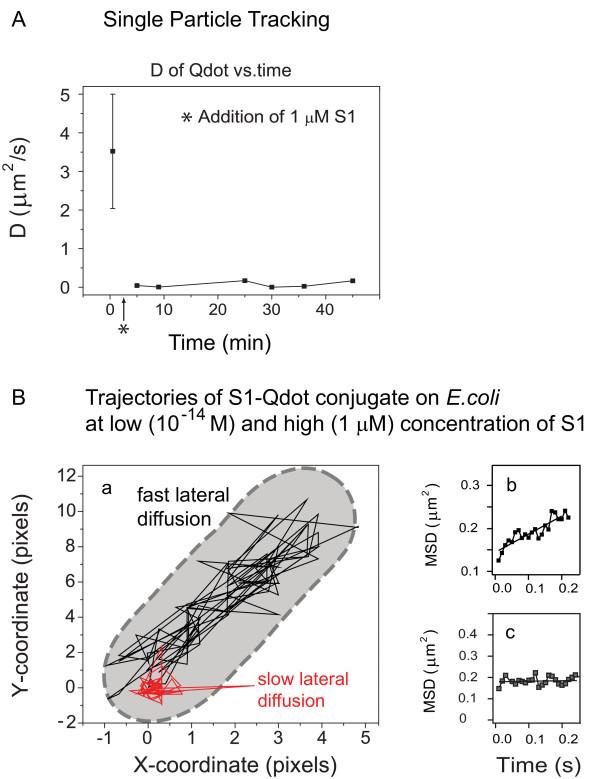 https://cdn.ncbi.nlm.nih.gov/pmc/blobs/e1b7/2685782/7902000034d9/1741-7007-7-22-5.jpg