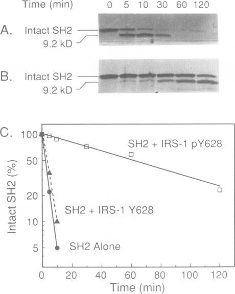 https://cdn.ncbi.nlm.nih.gov/pmc/blobs/e1b8/413268/8227b191da3b/emboj00074-0418-b.jpg