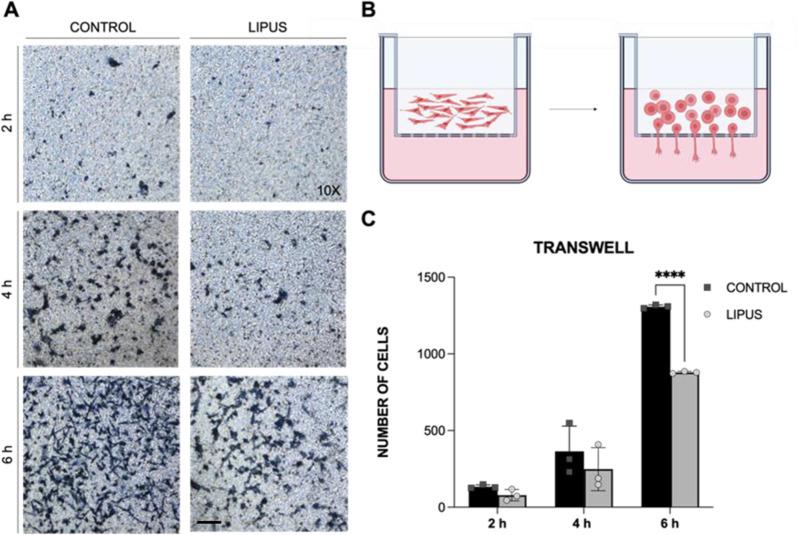 https://cdn.ncbi.nlm.nih.gov/pmc/blobs/e1bb/12166576/21876fd8d4d3/12935_2025_3854_Fig4_HTML.jpg