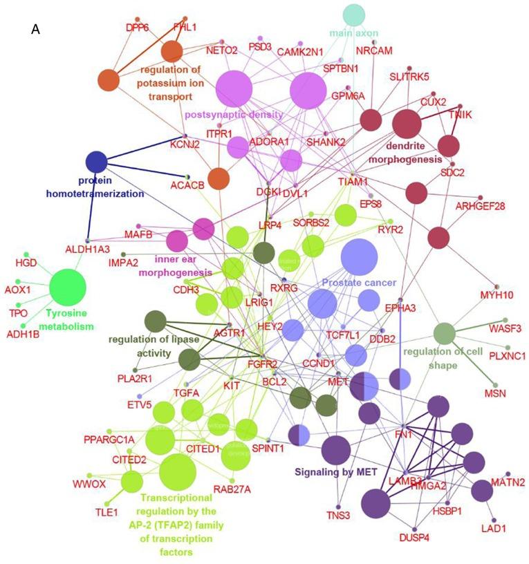 https://cdn.ncbi.nlm.nih.gov/pmc/blobs/e1bb/6924100/444027fe68ad/ol-19-01-0195-g03.jpg