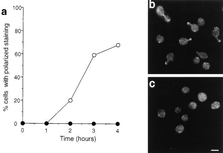 https://cdn.ncbi.nlm.nih.gov/pmc/blobs/e1bc/2139767/62cd165fb645/JCB.ayscough9.jpg