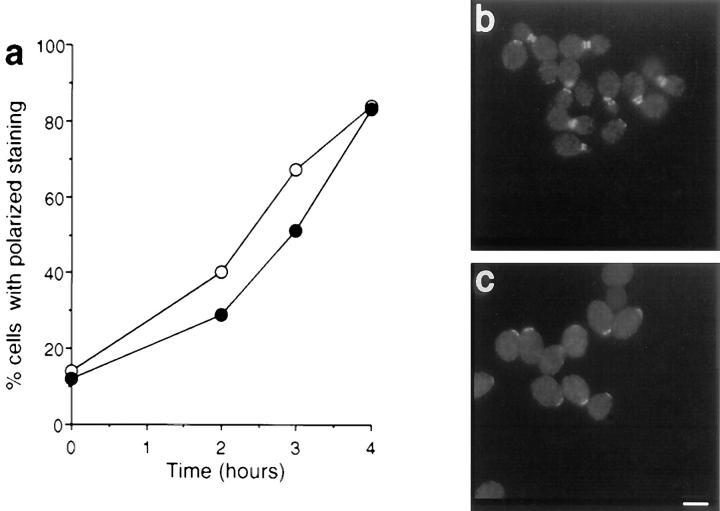 https://cdn.ncbi.nlm.nih.gov/pmc/blobs/e1bc/2139767/98efa9a5608c/JCB.ayscough11.jpg