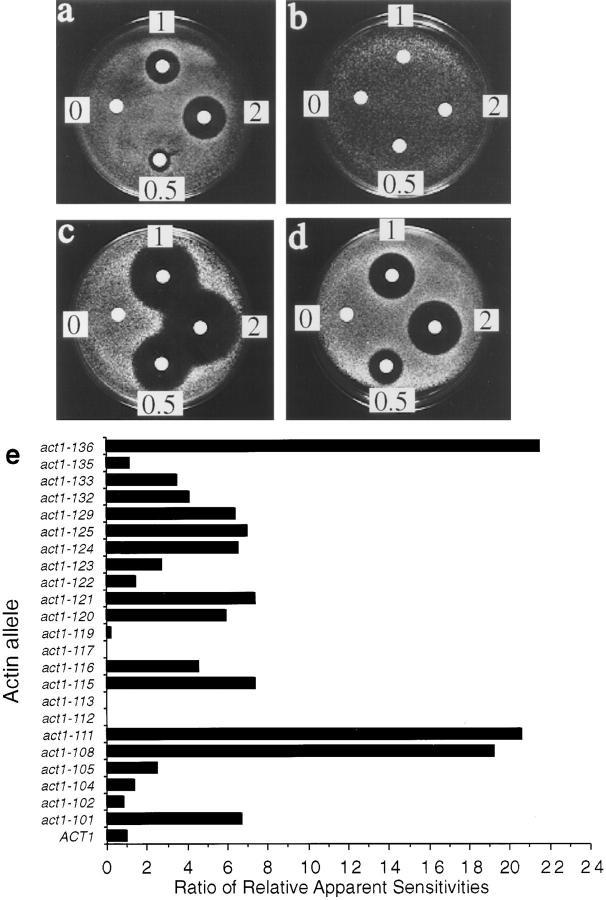 https://cdn.ncbi.nlm.nih.gov/pmc/blobs/e1bc/2139767/d9e31f36c0eb/JCB.ayscough2.jpg