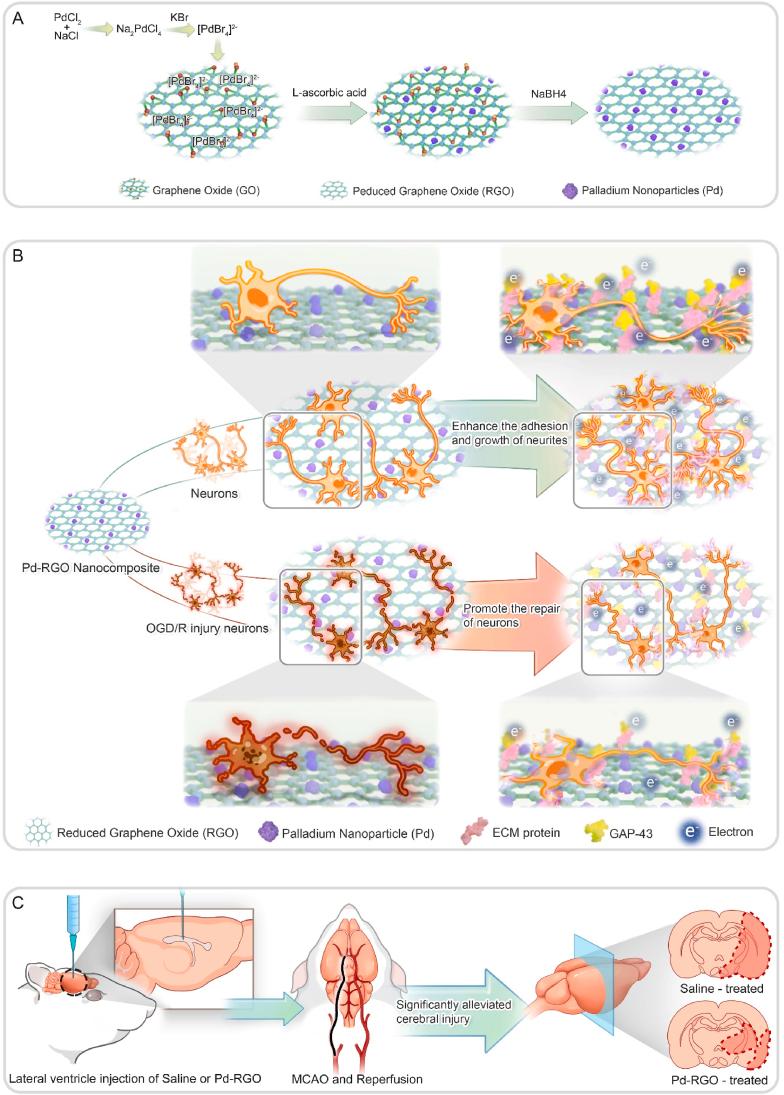 https://cdn.ncbi.nlm.nih.gov/pmc/blobs/e1bf/11364903/08177fa52508/gr1.jpg
