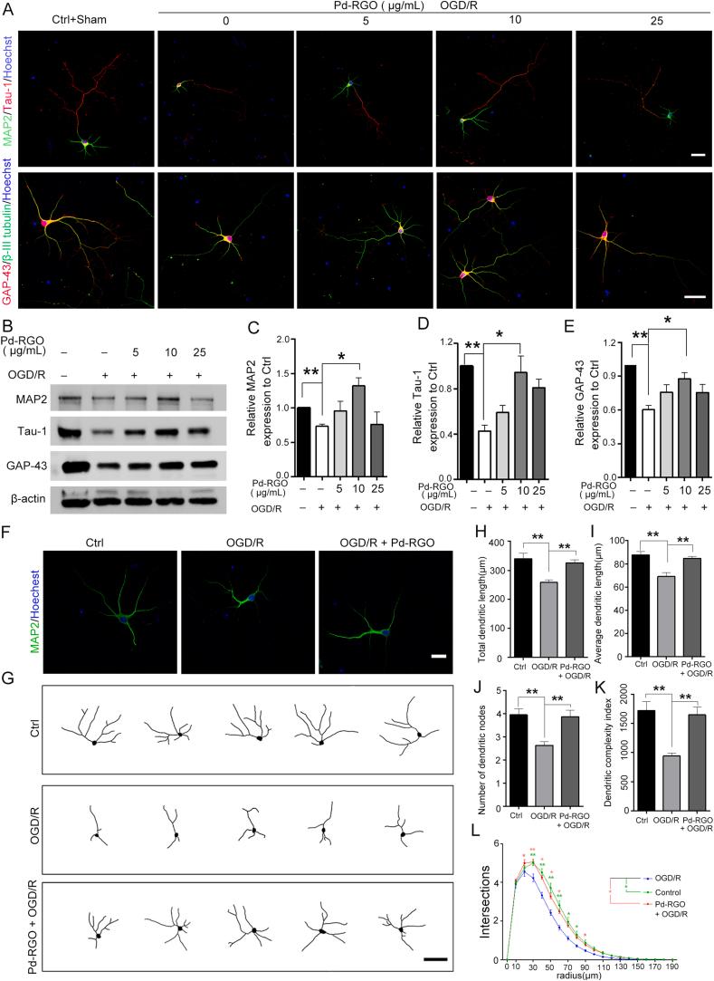 https://cdn.ncbi.nlm.nih.gov/pmc/blobs/e1bf/11364903/2a967de11411/gr7.jpg