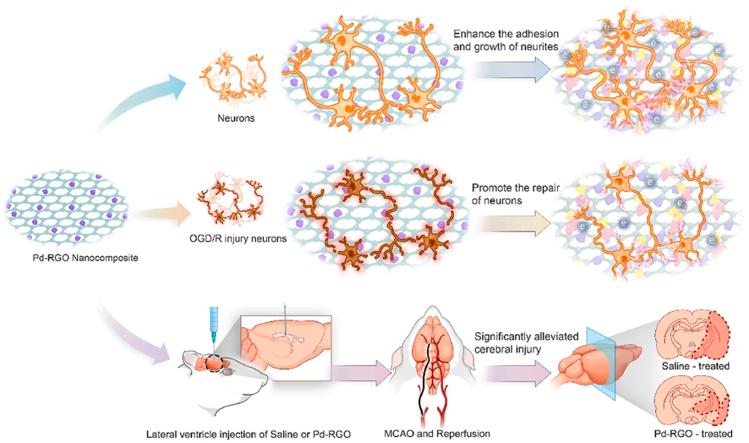 https://cdn.ncbi.nlm.nih.gov/pmc/blobs/e1bf/11364903/7601b95e5434/ga1.jpg