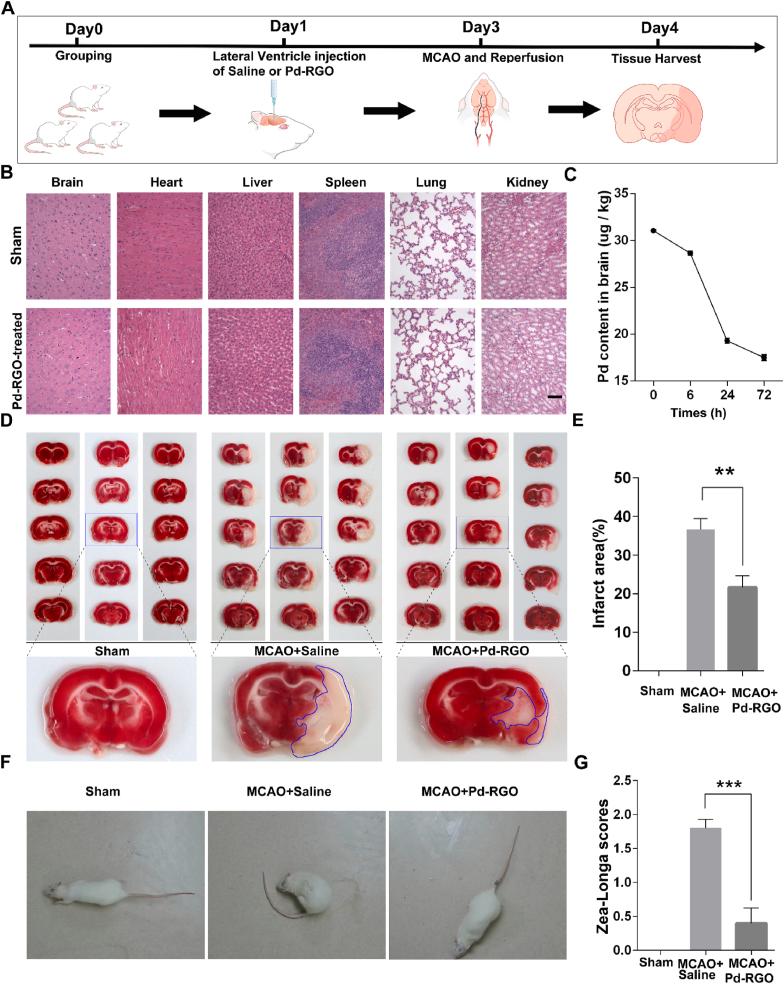 https://cdn.ncbi.nlm.nih.gov/pmc/blobs/e1bf/11364903/be8dc5c3b230/gr8.jpg