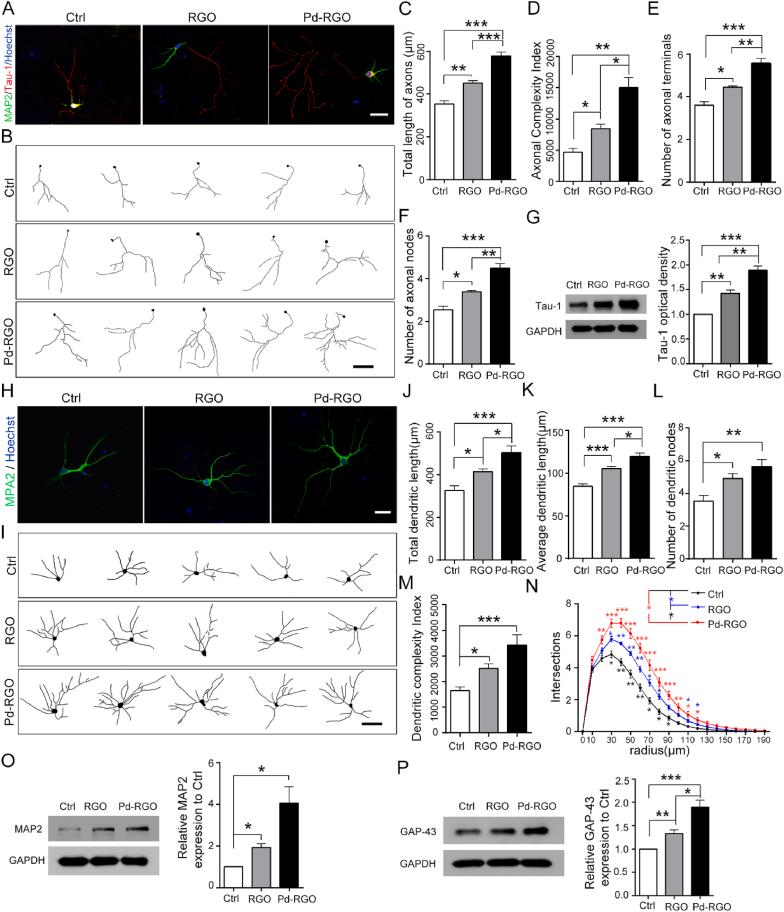 https://cdn.ncbi.nlm.nih.gov/pmc/blobs/e1bf/11364903/df9b1bd2d544/gr5.jpg