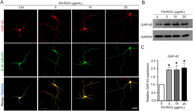 https://cdn.ncbi.nlm.nih.gov/pmc/blobs/e1bf/11364903/e282b2fa6816/gr6.jpg