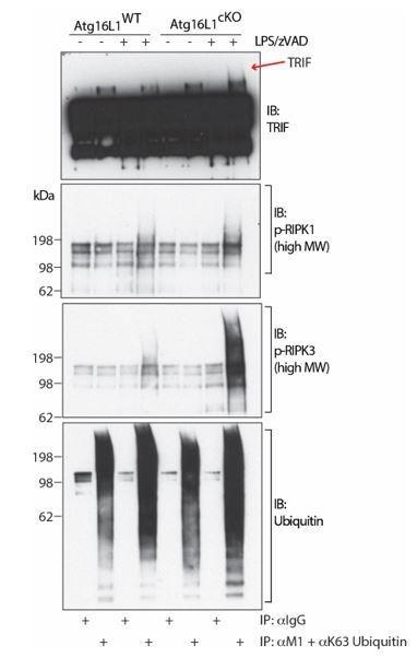 https://cdn.ncbi.nlm.nih.gov/pmc/blobs/e1c4/6615860/0d87af717ea1/elife-44452-resp-fig1.jpg