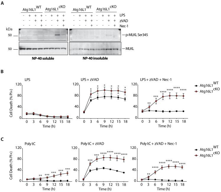 https://cdn.ncbi.nlm.nih.gov/pmc/blobs/e1c4/6615860/873c83227b6f/elife-44452-fig4-figsupp1.jpg